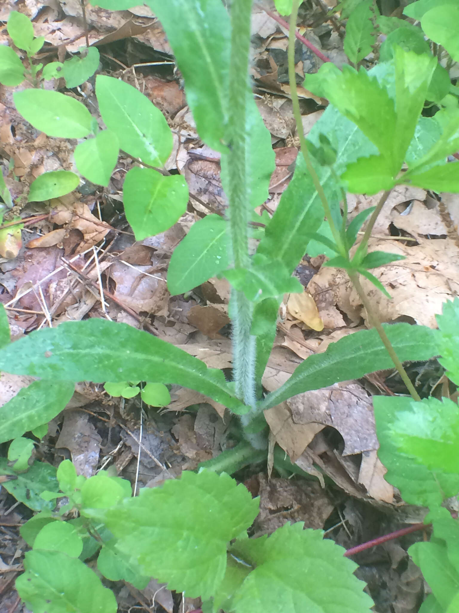 Image of Philadelphia fleabane