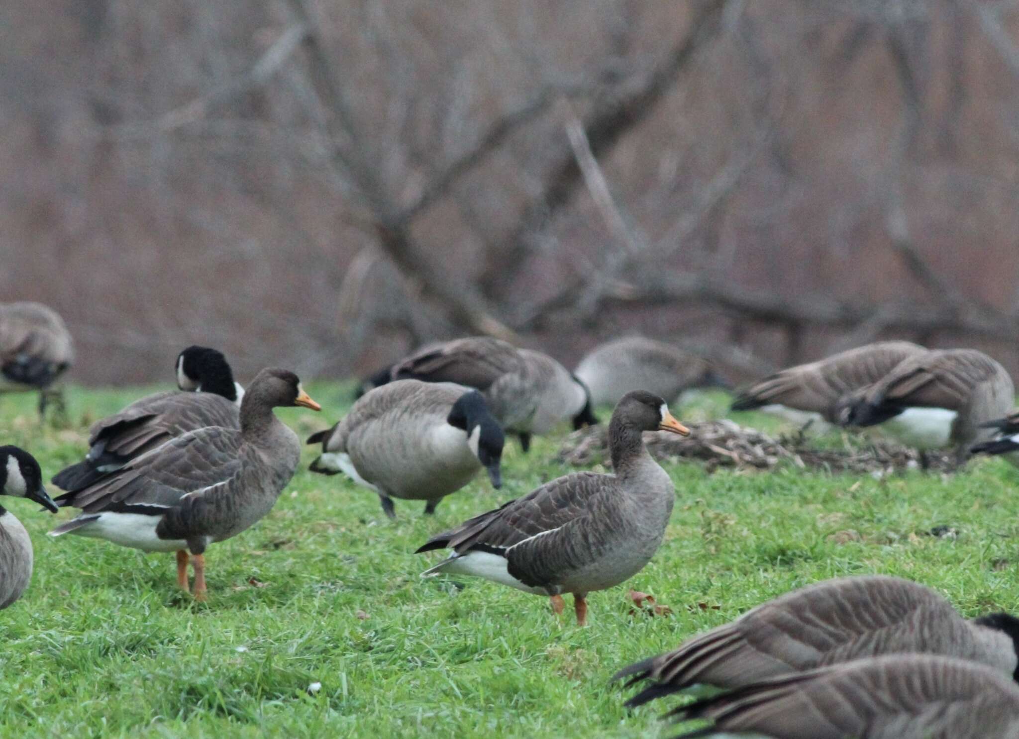 Image of Greenland White-fronted Goose