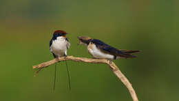 Hirundo smithii Leach 1818 resmi