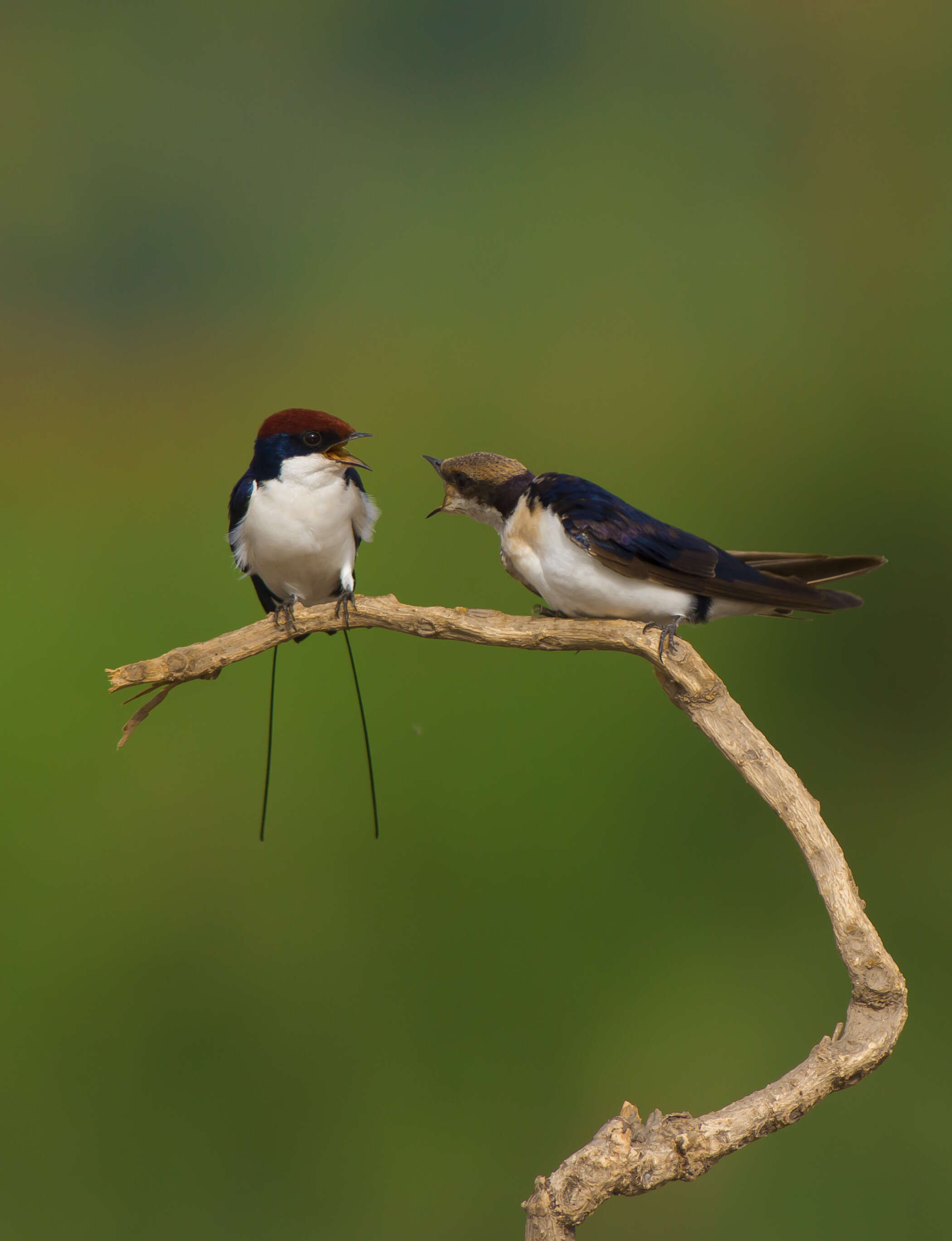 Image of Wire-tailed Swallow