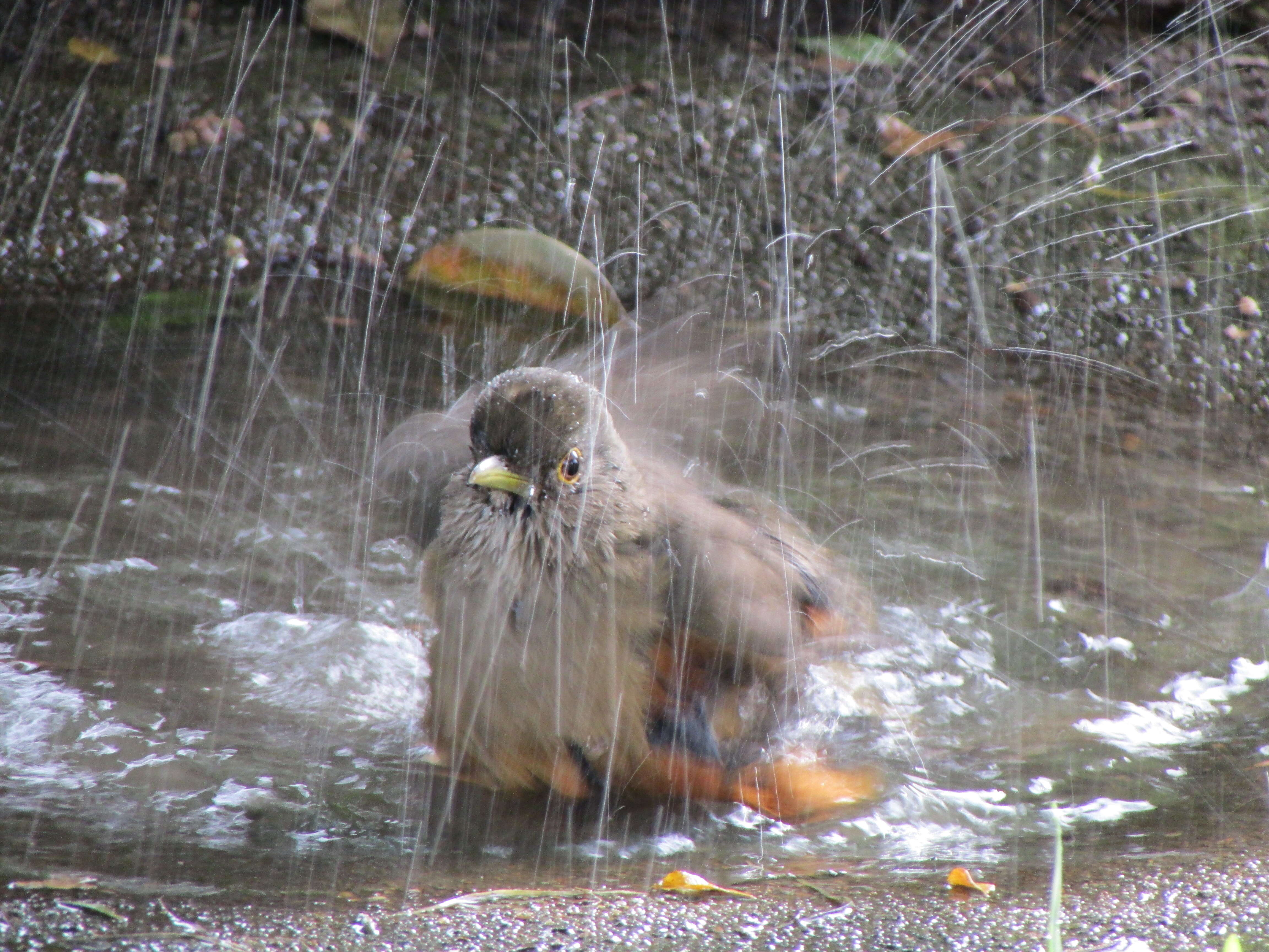 Image of Rufous-bellied Thrush