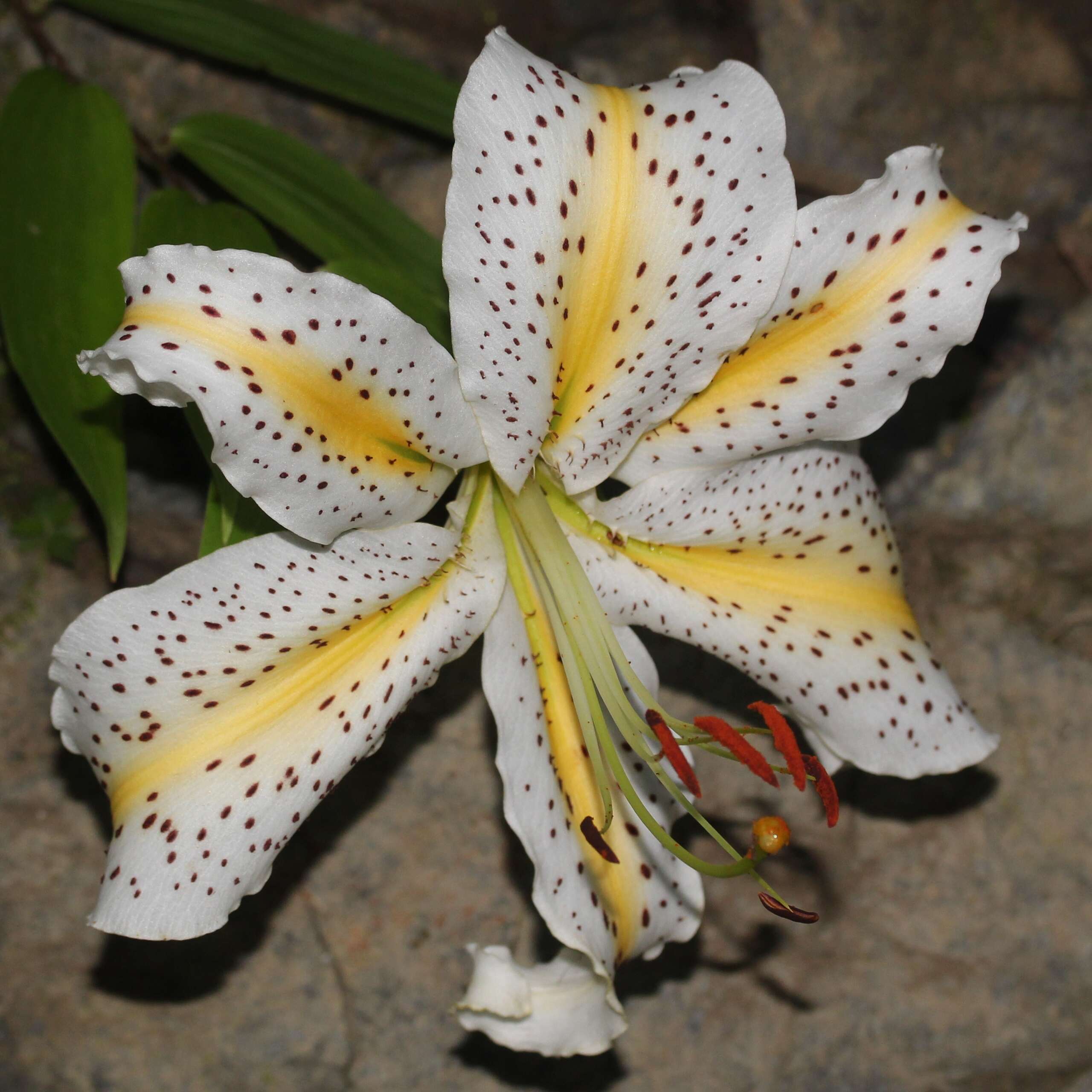 Lilium auratum Lindl. resmi