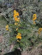 Senna hirsuta var. glaberrima (M. E. Jones) H. S. Irwin & Barneby resmi