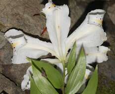 Lilium auratum Lindl. resmi