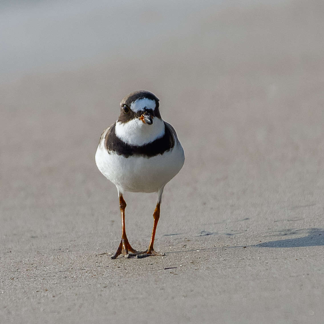 Image of Semipalmated Plover