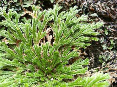 Image of resurrection plant