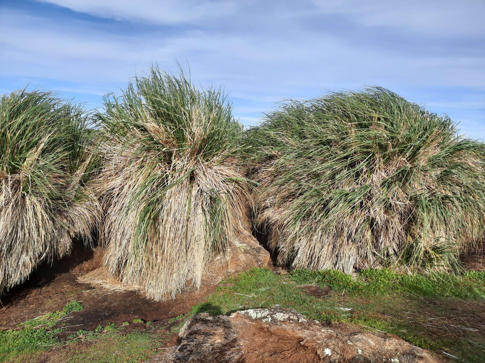 Image of tussock grass