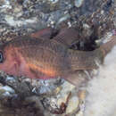 Image of Rearbar cardinalfish