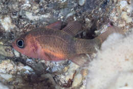 Image of Rearbar cardinalfish