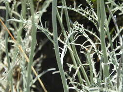 Image of Andryala pinnatifida subsp. teydensis (Sch. Bip.) S. Rivas-Martínez et al.