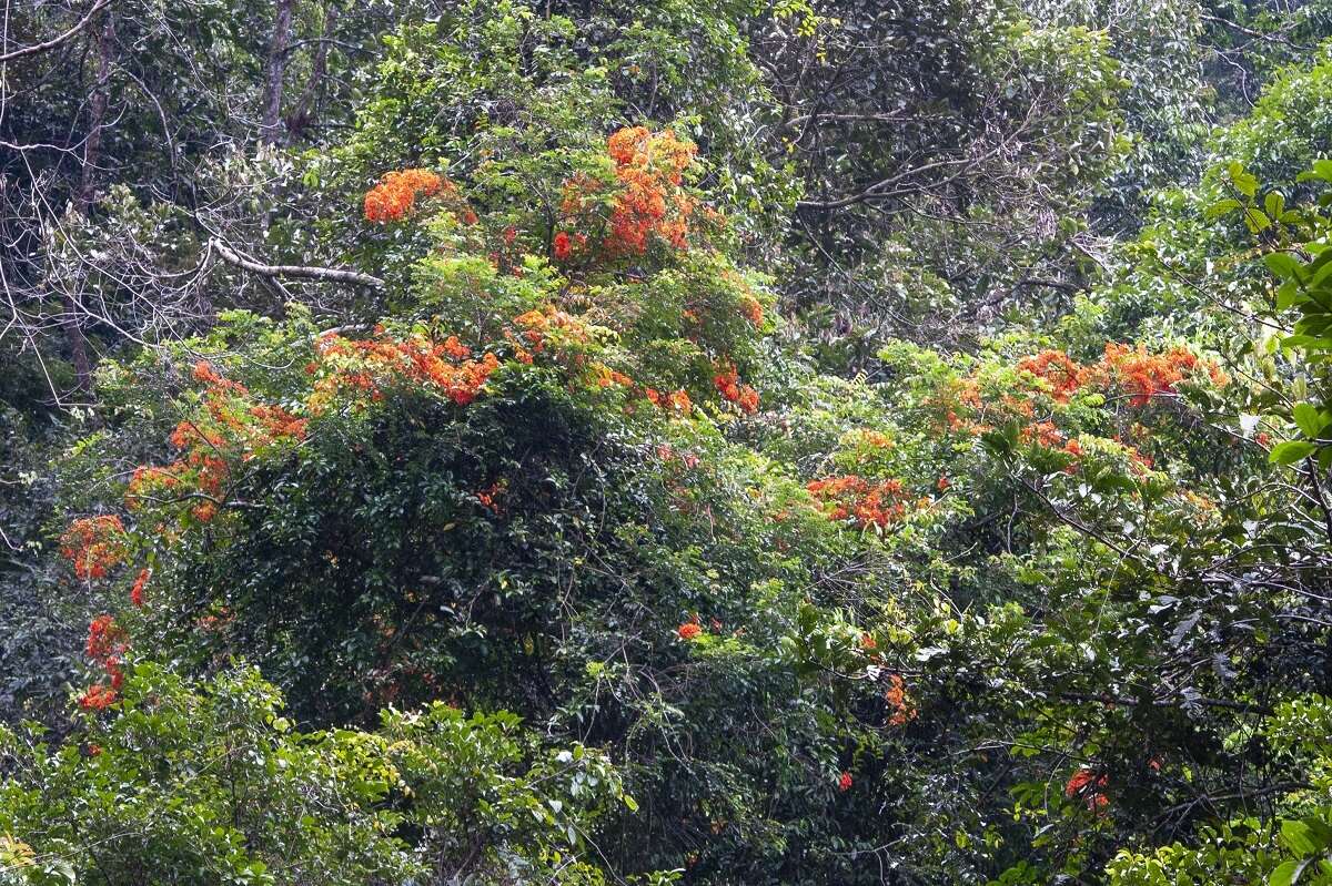 Image of Bauhinia kockiana var. kockiana