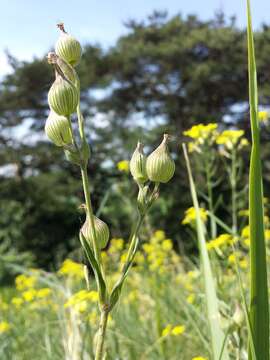 Image of striped corn catchfly