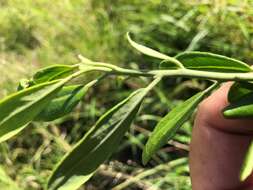 Image of Capparis mitchellii Lindl.