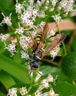 Myzinum carolinianum (Panzer 1806)的圖片