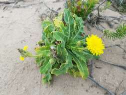 Sonchus megalocarpus (Hook. fil.) J. Black resmi