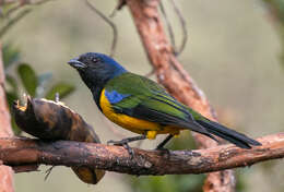 Image of Black-chested Mountain Tanager