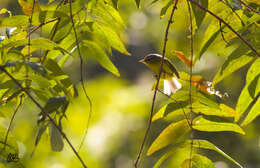 Image of Grey-hooded Warbler