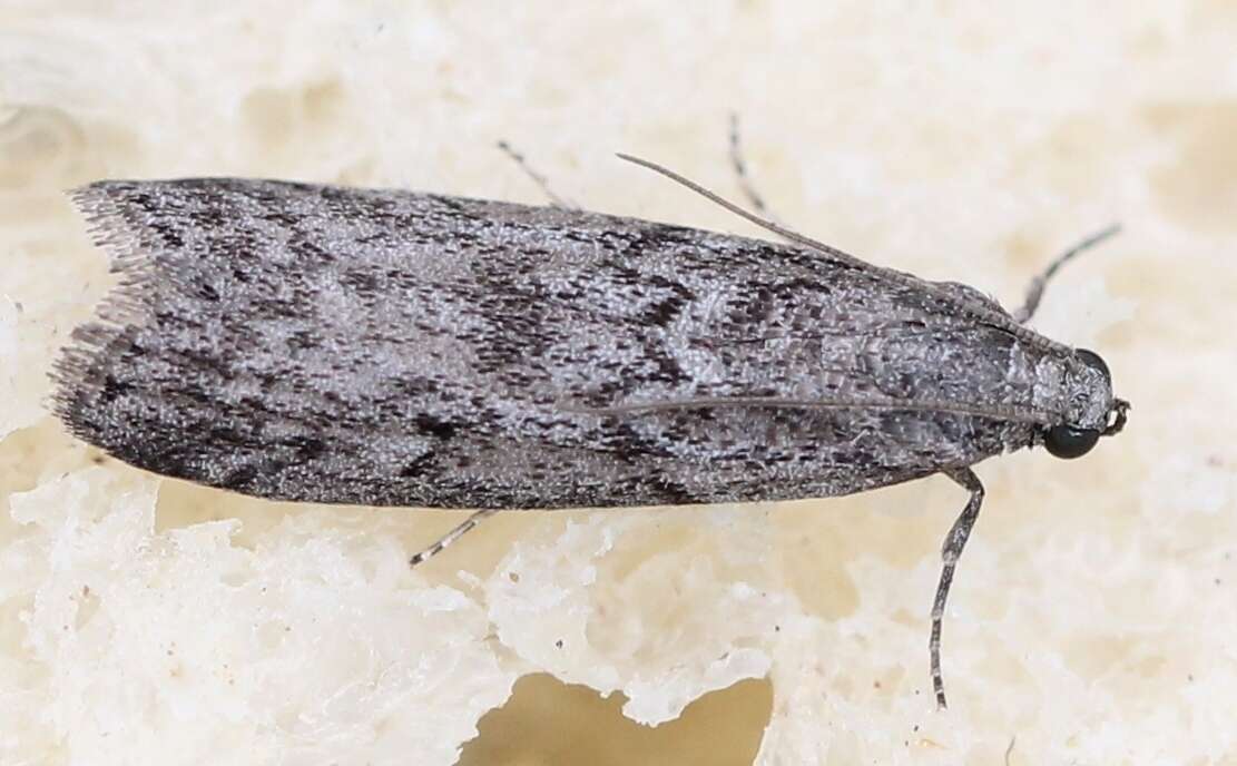 Image of Mediterranean Flour Moth