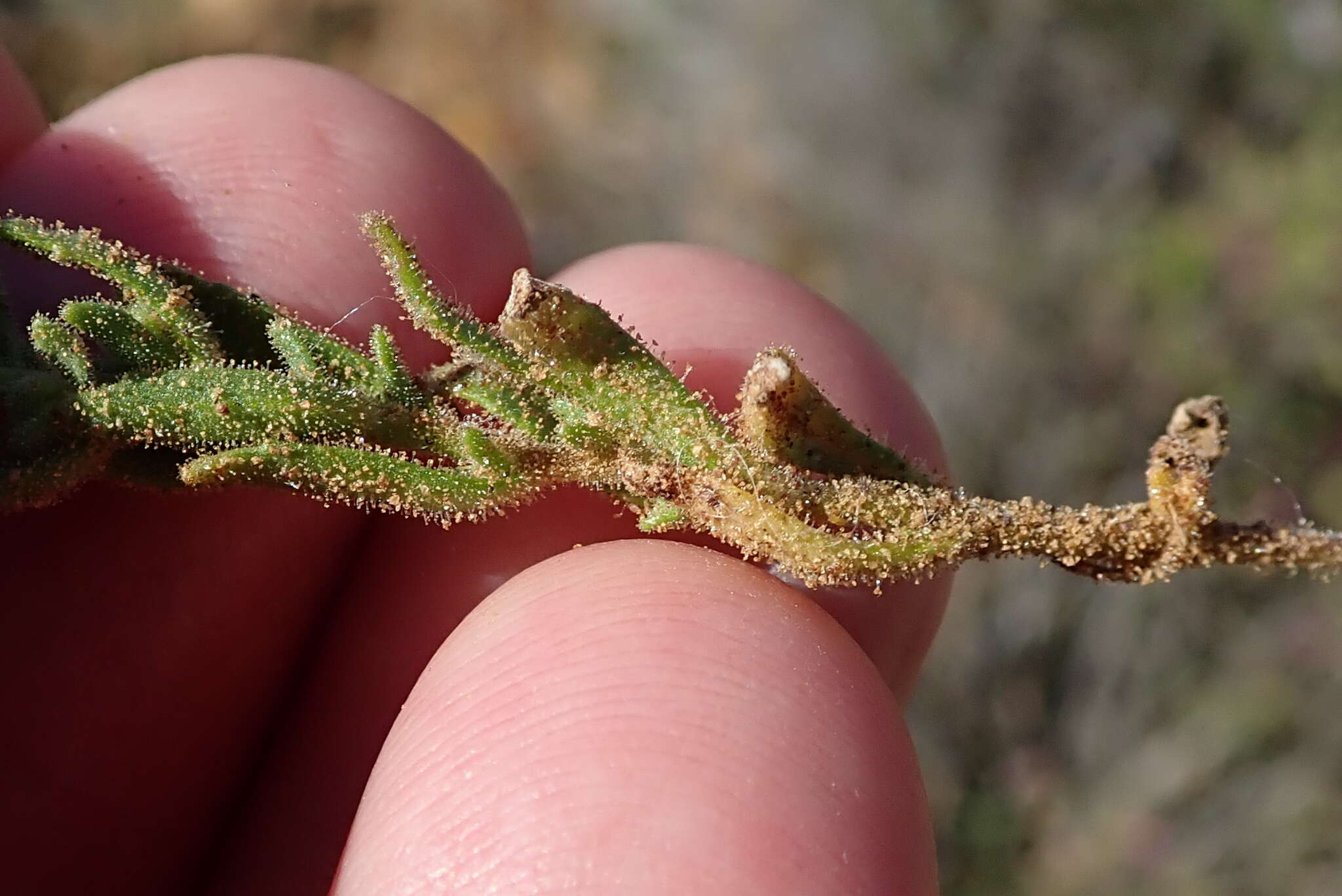 Image de Polycarena aurea Benth.