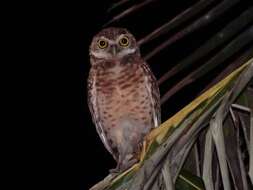 Image of Burrowing Owl