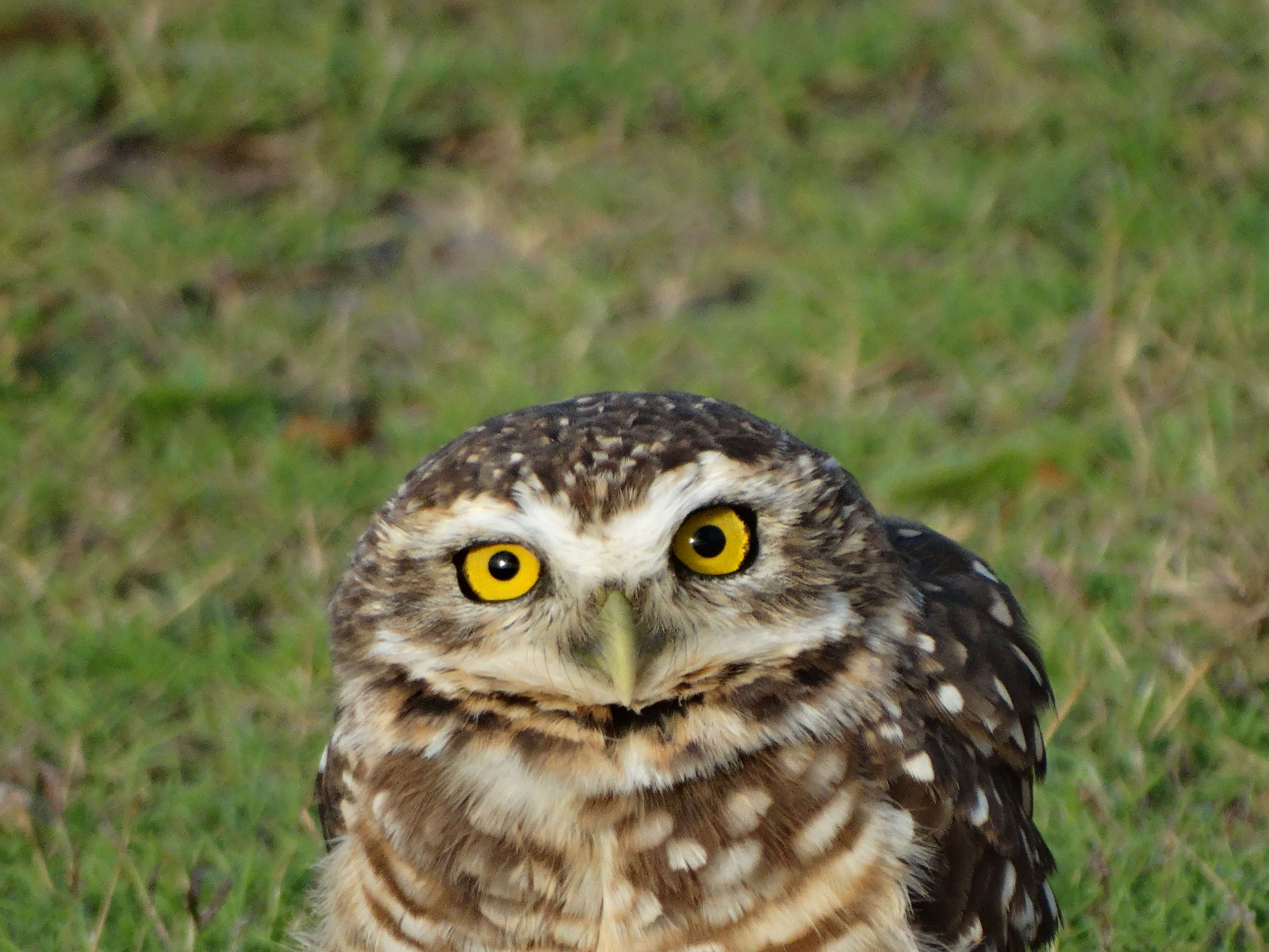 Image of Burrowing Owl