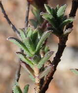 Image of Pteronia staehelinoides DC.