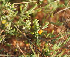 Imagem de Enchylaena tomentosa R. Br.