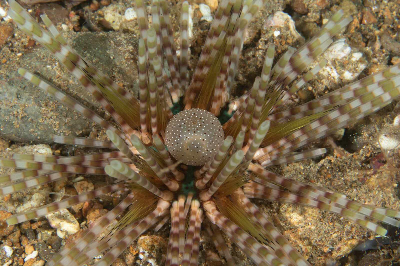 Image de Echinothrix calamaris (Pallas 1774)