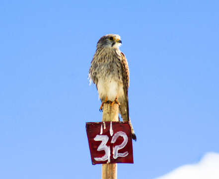 Image of kestrel, common kestrel