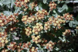 Слика од Helichrysum tinctum (Thunb.) Hilliard & Burtt