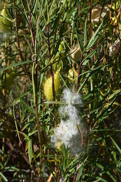 Image of Gomphocarpus fruticosus (L.) W. T. Aiton