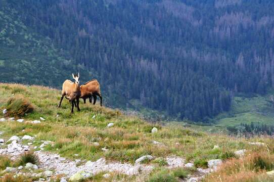 Image of Tatra chamois