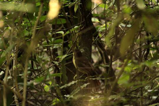 Image of Cabanis's Greenbul