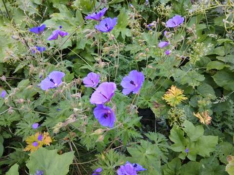 Imagem de Geranium ruprechtii (Woronow) Grossh.