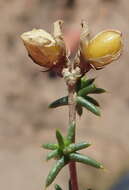 Image of Aspalathus collina subsp. collina