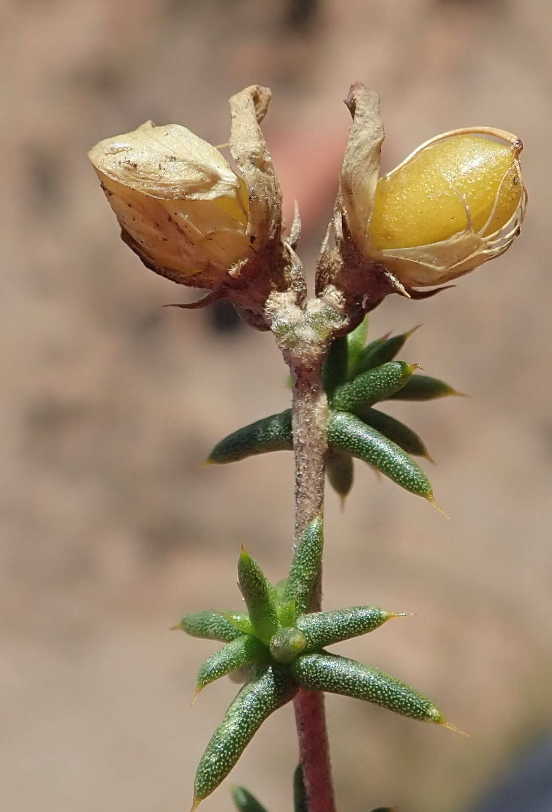 Image of Aspalathus collina subsp. collina