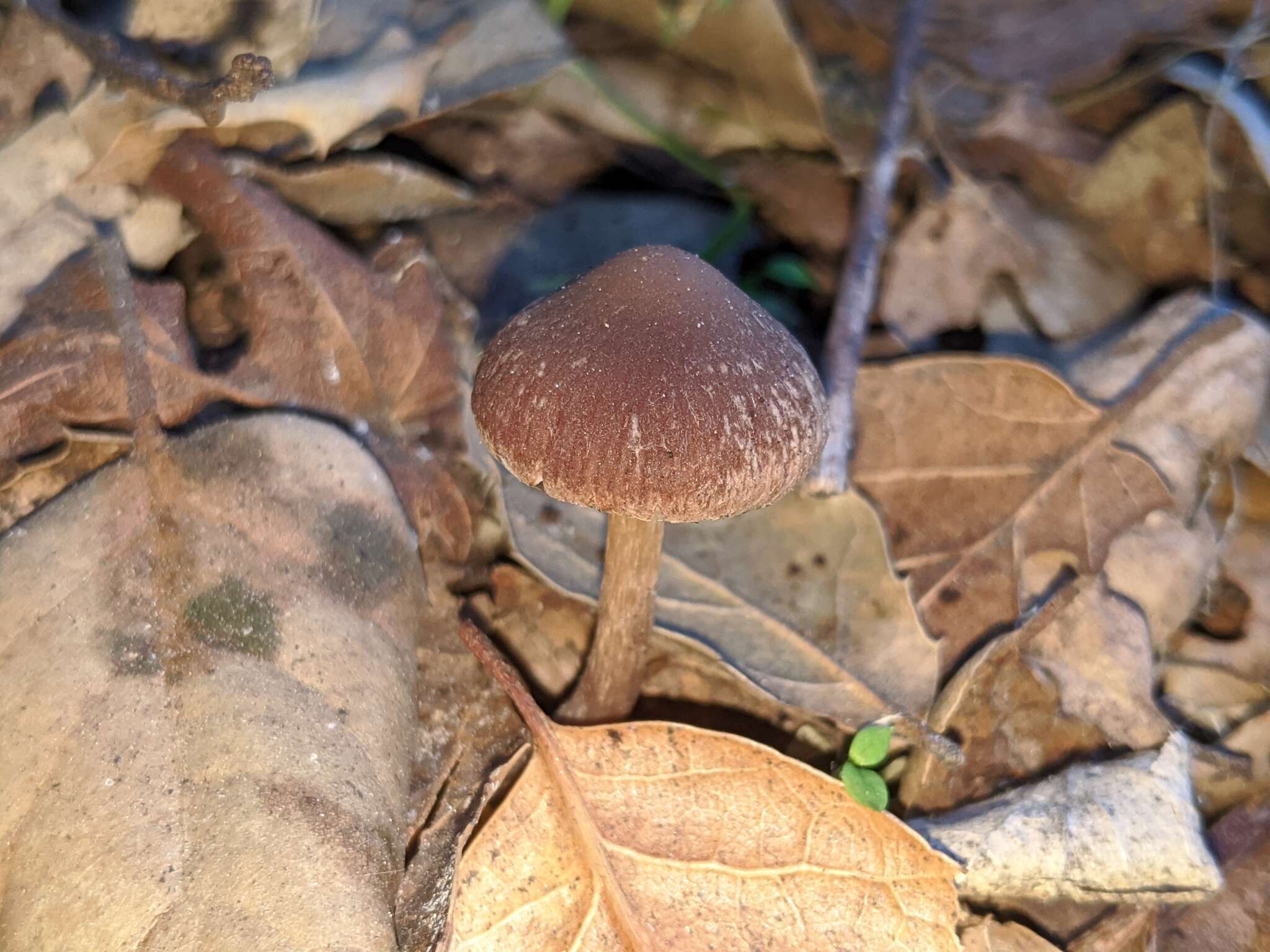 Image of Psathyrella bipellis (Quél.) A. H. Sm. 1946