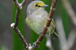 Plancia ëd Vireo griseus bermudianus Bangs & Bradlee 1901