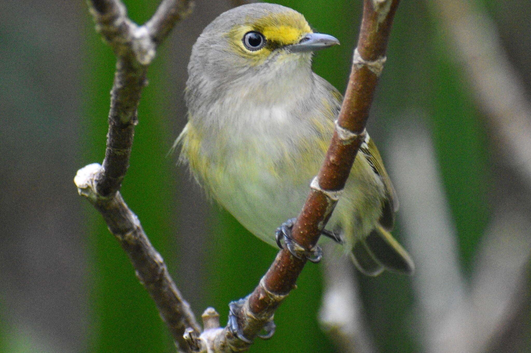 Слика од Vireo griseus bermudianus Bangs & Bradlee 1901