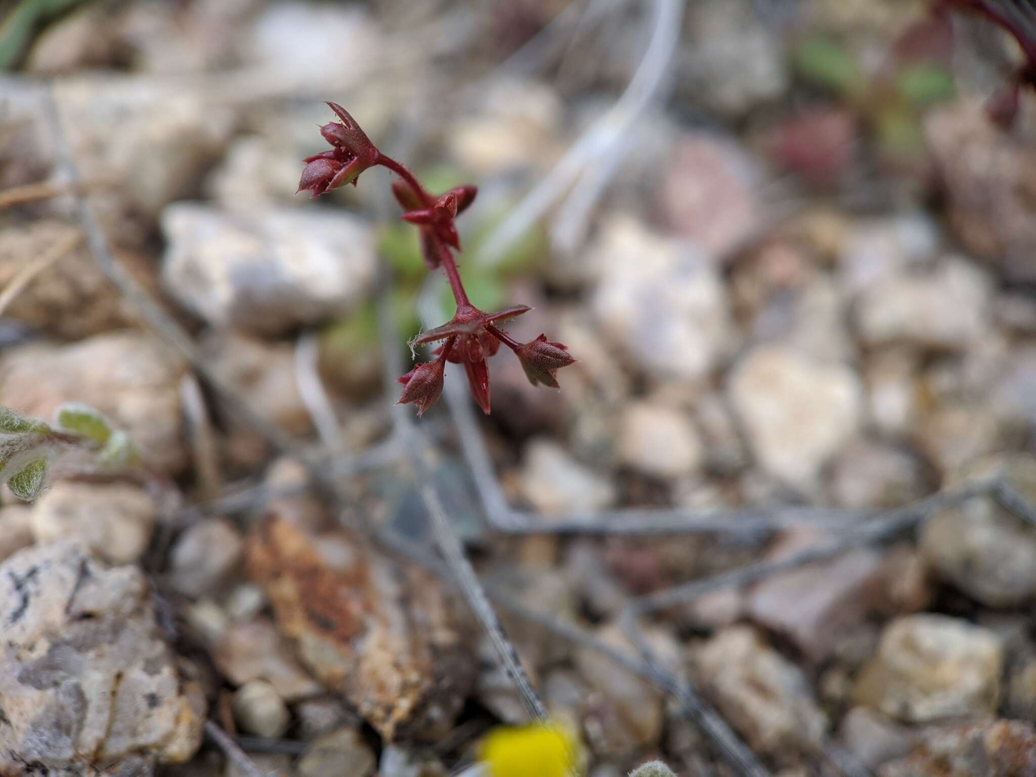 Image of centrostegia