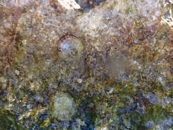 Image of Mediterranean limpet