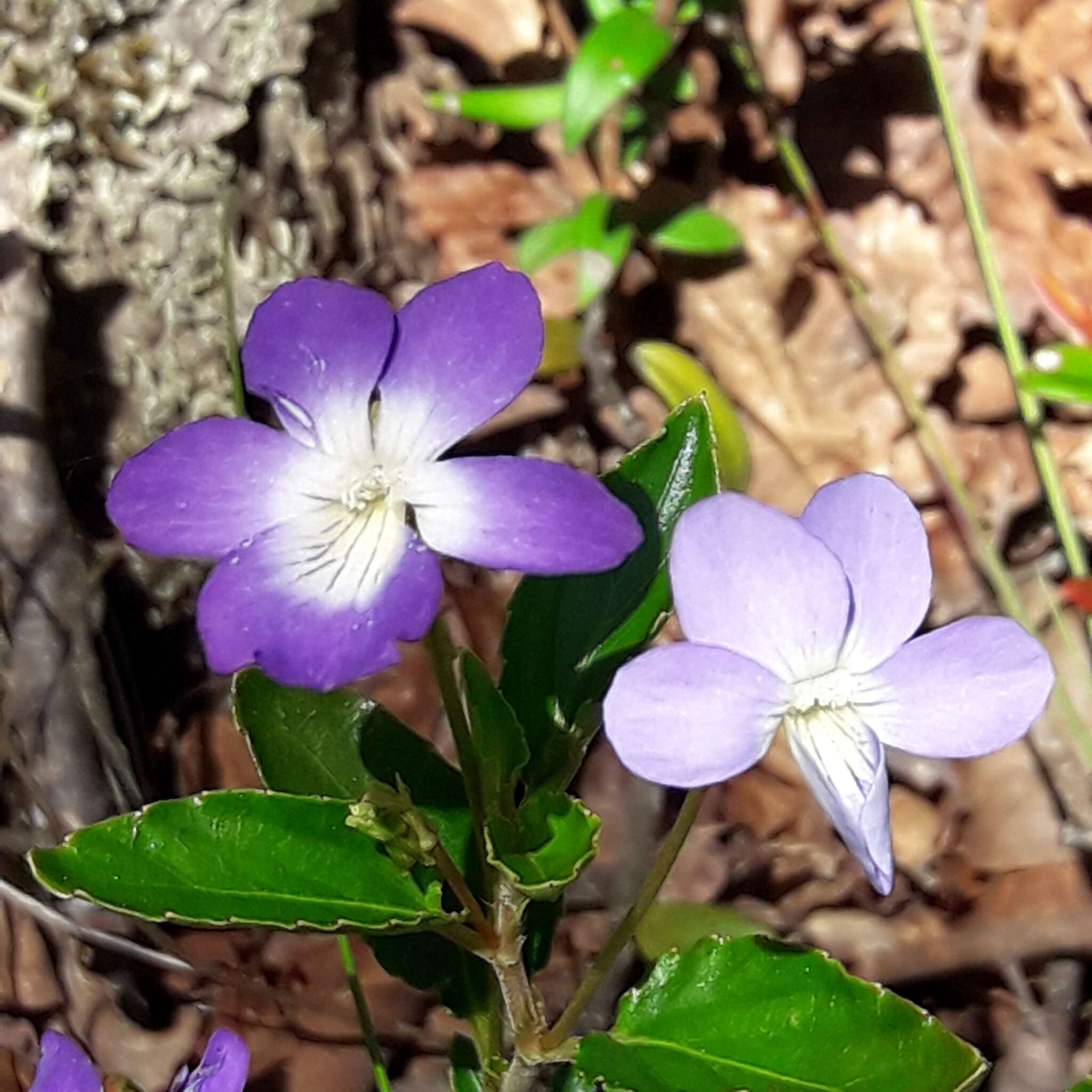 Imagem de Viola capillaris Pers.
