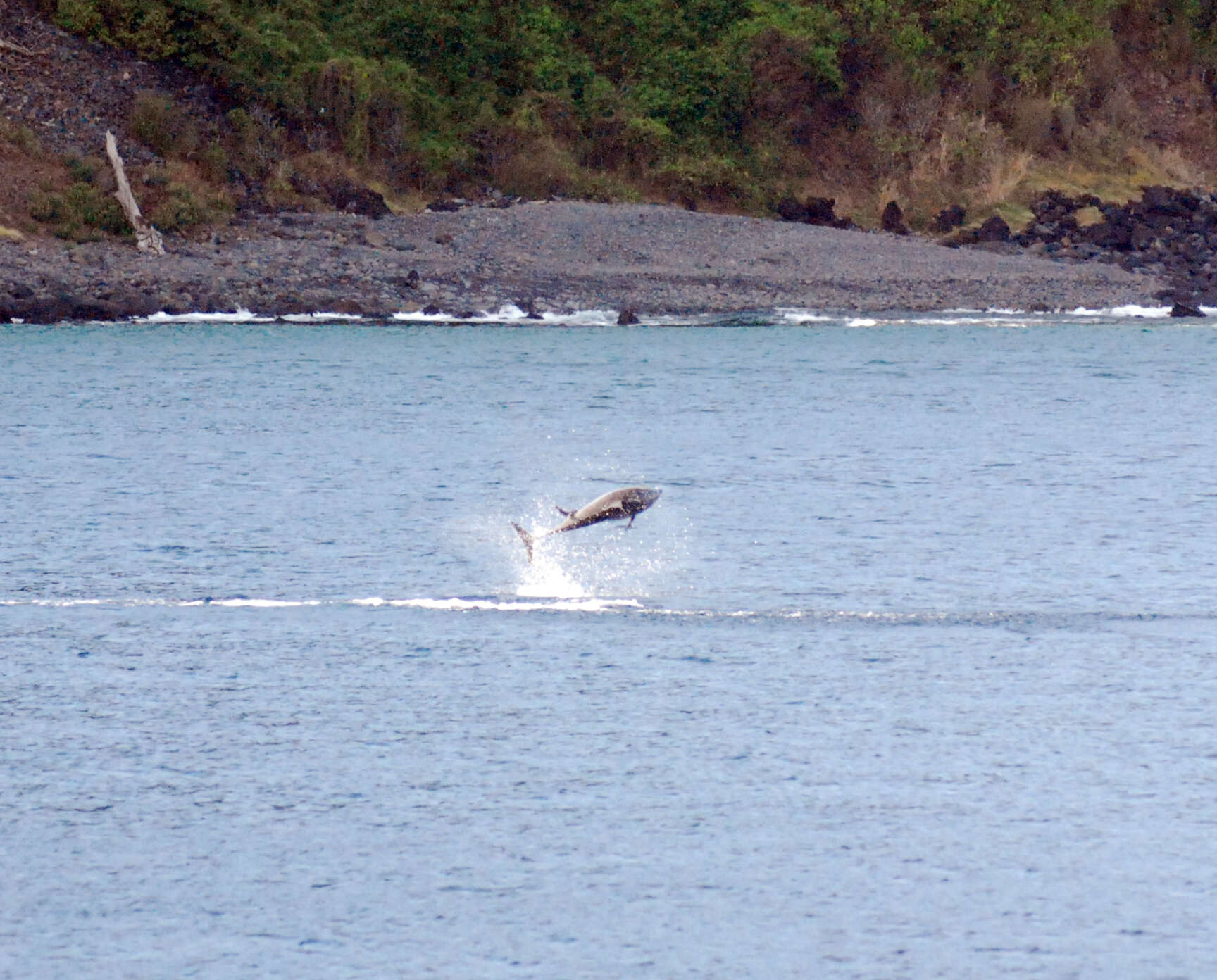 Image of Long-beaked Dolphin