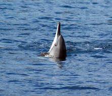 Image of Long-beaked Dolphin