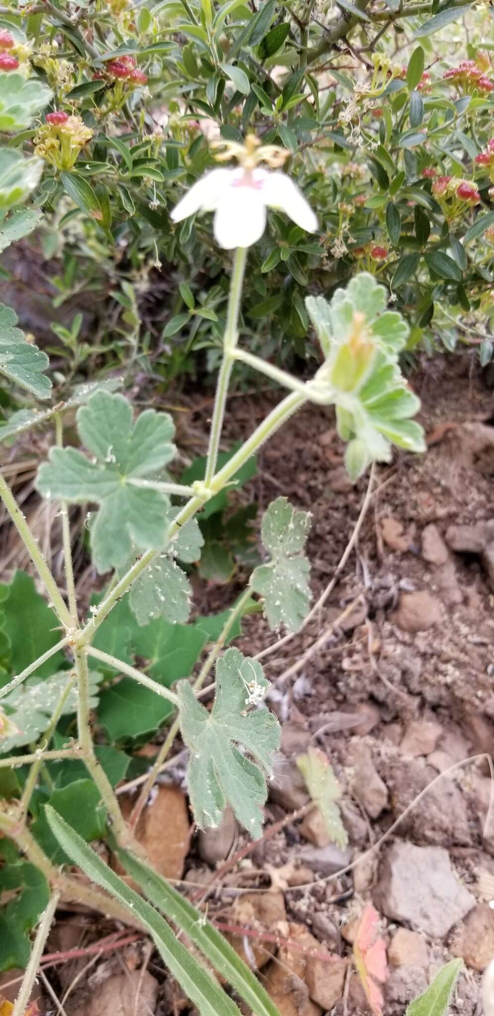 Image of Mogollon geranium