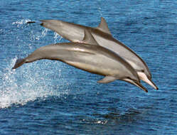 Image of Long-beaked Dolphin