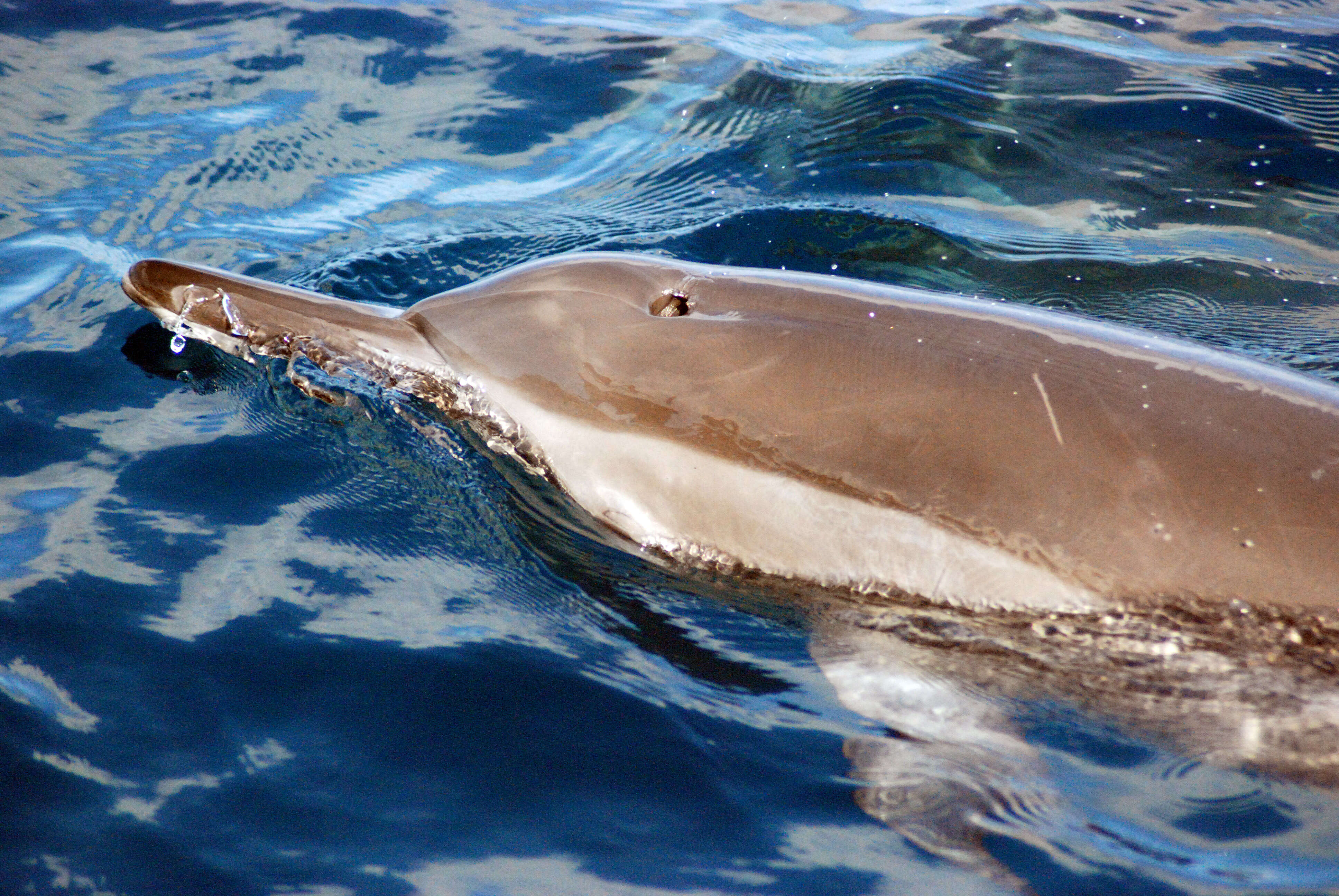 Image of Long-beaked Dolphin