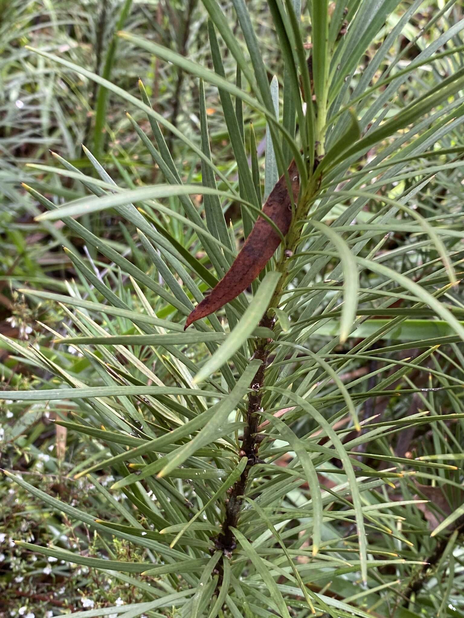 Image of Emu Berry