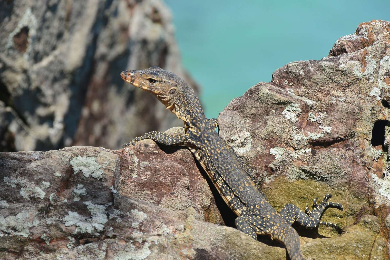 Image of Varanus salvator macromaculatus Deraniyagala 1944