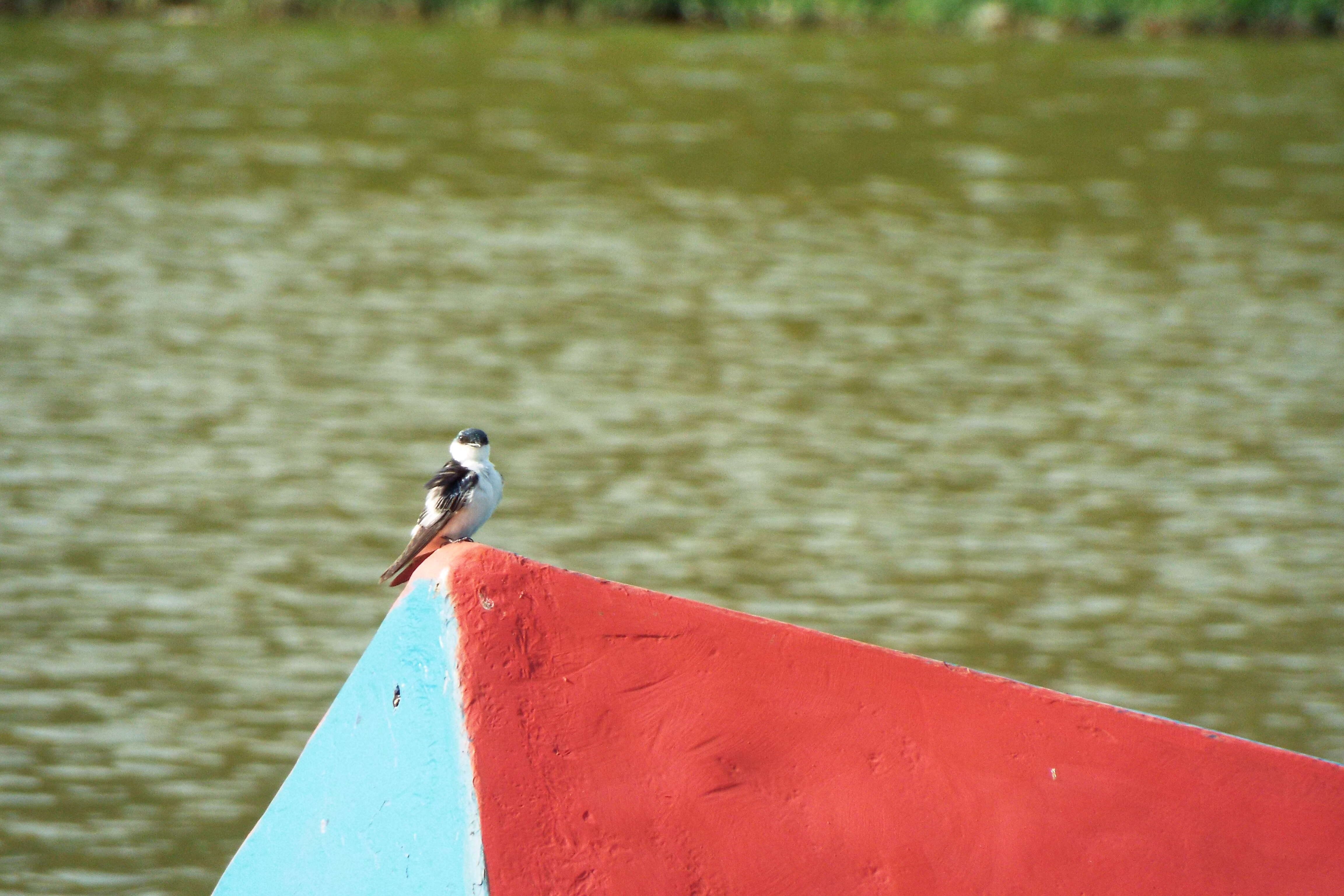 Image of White-winged Swallow